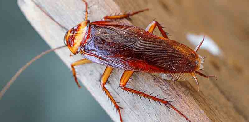 Why Pest Control for Cockroaches is Critical?