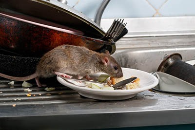 Rodent Pest Control Services